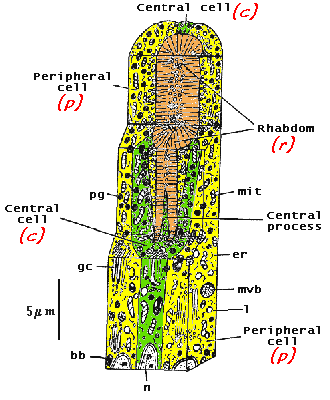 retinula structure diagram