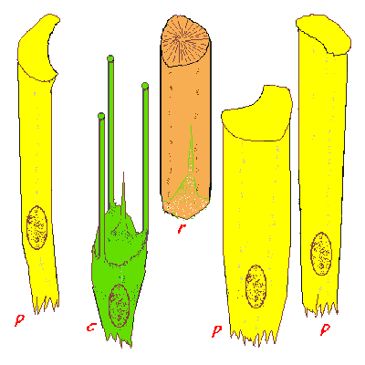 components of the retinula