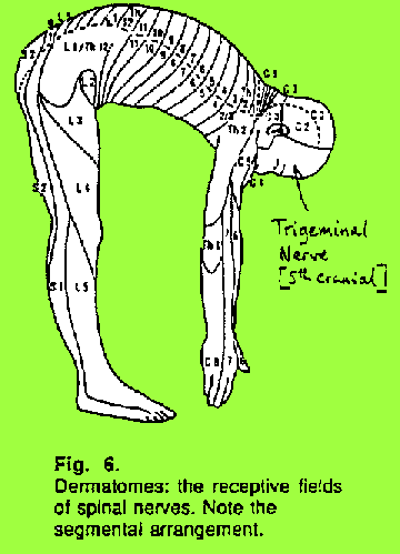 Dermatomes