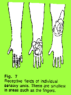 touch - receptive fields