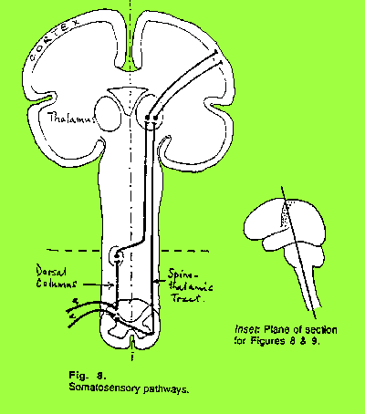 somatosensory pathways