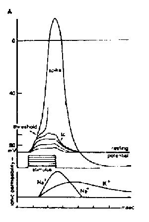 Graph of action potential