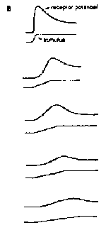 receptor potentials