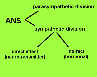 ANS divisions