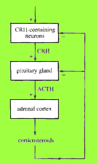 HPA axis