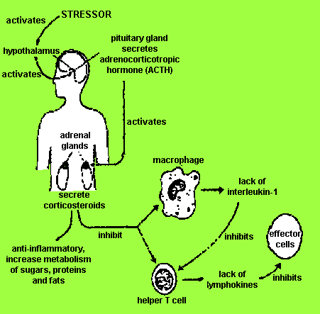 Effects of stress on immune system