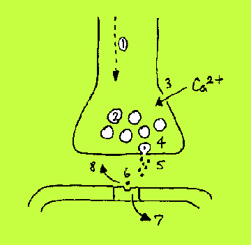 Diagram of chemical synapse