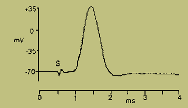 Membrane potential changes in Action Potential