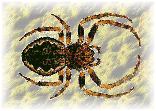 Nuctenea umbraticola = Araneus umbraticus