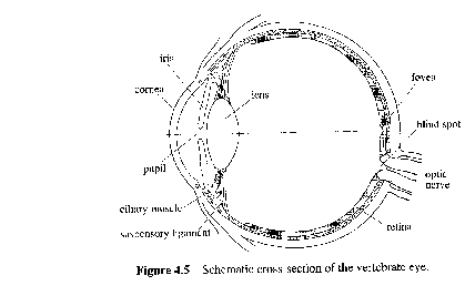 Diagram of cross-section through eye