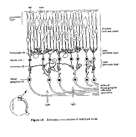 Structure of retina