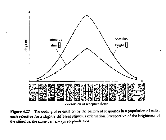 pooled responses of cortical cells