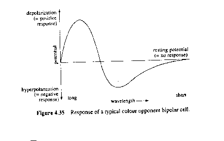 response of colour opponent cell