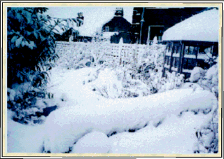 Winter snow in garden